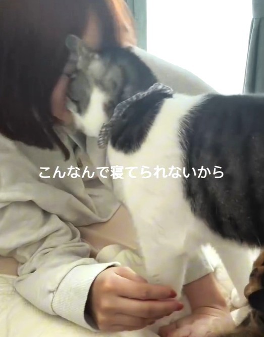 頭突き！？（「保護猫きょうだいハレとアメ」さん提供、Instagramよりキャプチャ撮影）