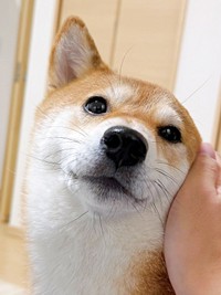 きゅるんとした瞳が愛らしいまろんちゃん（画像提供：シヴァイヌ まろんさん）