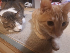 子猫「ミーちゃん」との別れが心のキズに　犬や猫を看取ったら思い切り泣いていい