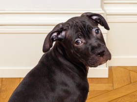 子犬をしつけるということ　しつけ方法とポイントを解説