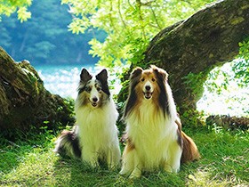 朝の目覚めは２匹の声　シェルティきょうだい、心優しい「ルティ」と念願の娘「イブ」