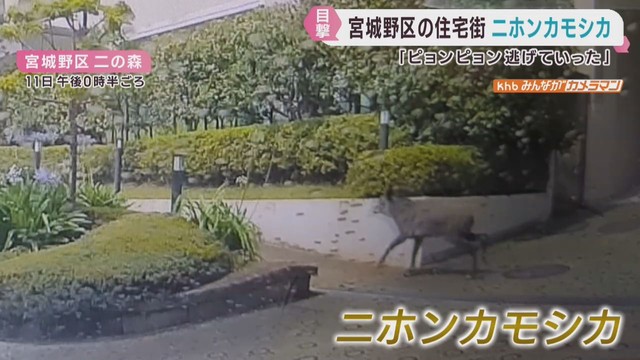 住宅街をピョンピョン…　仙台・宮城野区にニホンカモシカ　今年２５件目撃