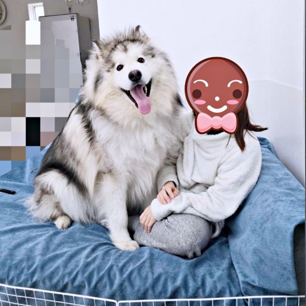 ママと一緒にリラックスタイム！ うれしそうなフブキくん（画像提供：アラスカンマラミュート フブキさん）