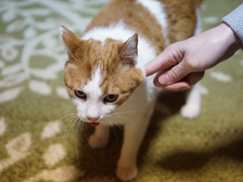 レフト君は後ろの足指一本しかなく、前足も不自由なので保護して治療し、借家で暮らしています