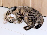 へそ天ポーズが愛らしいたまちゃん（画像提供：にゃんこ先生さん）