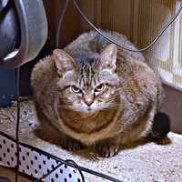 お薬を飲んださくらちゃん（画像提供：どっちさん）