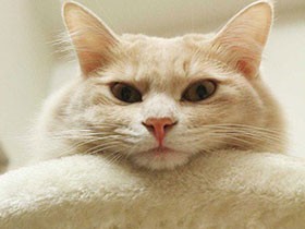 てっぺんからじっと様子見　ミックス猫の「める」