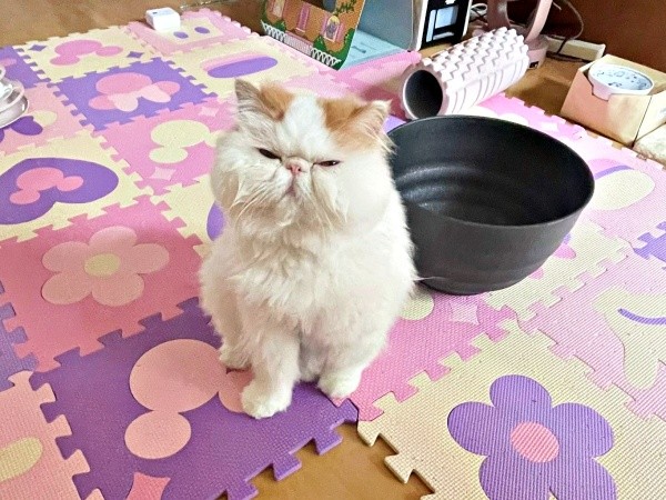 「おやつちょうだい！」 猛アピールするもけちゃん（画像提供：もけもけ@エキゾチックロングヘアさん）