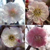 「思いのまま」という品種＝K.Sakuraiさん（@arborist_saku）提供