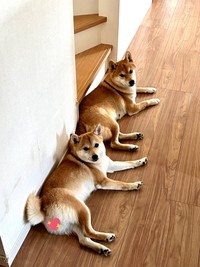 親子だからポージングも一緒（柴犬うまるさん提供）