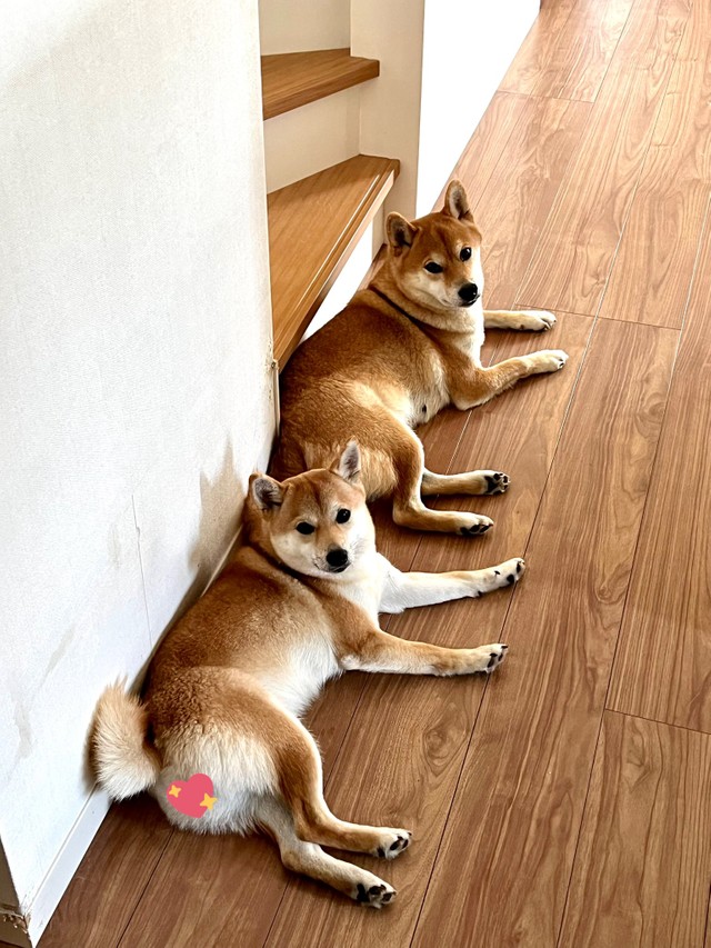 親子だからポージングも一緒（柴犬うまるさん提供）