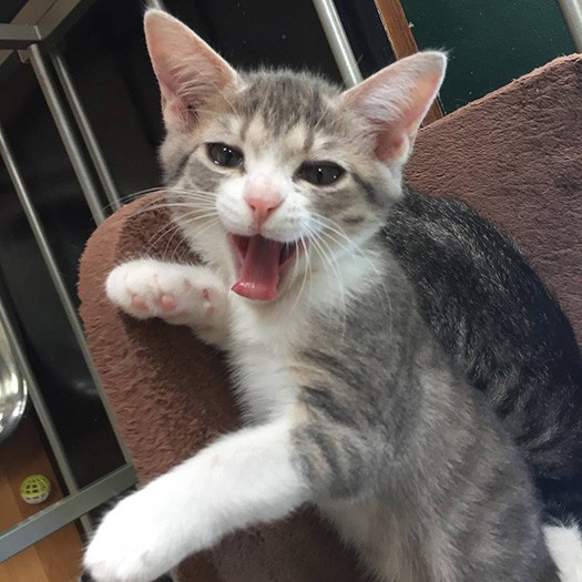 こう見えてツンデレなんです