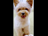 「元気出して？」 笑顔で飼い主さんを見つめるぽっちちゃん（画像提供：もじゃ犬ぽっちさん）