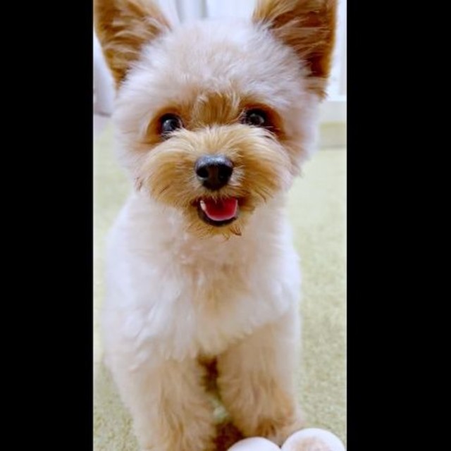 「元気出して？」 笑顔で飼い主さんを見つめるぽっちちゃん（画像提供：もじゃ犬ぽっちさん）