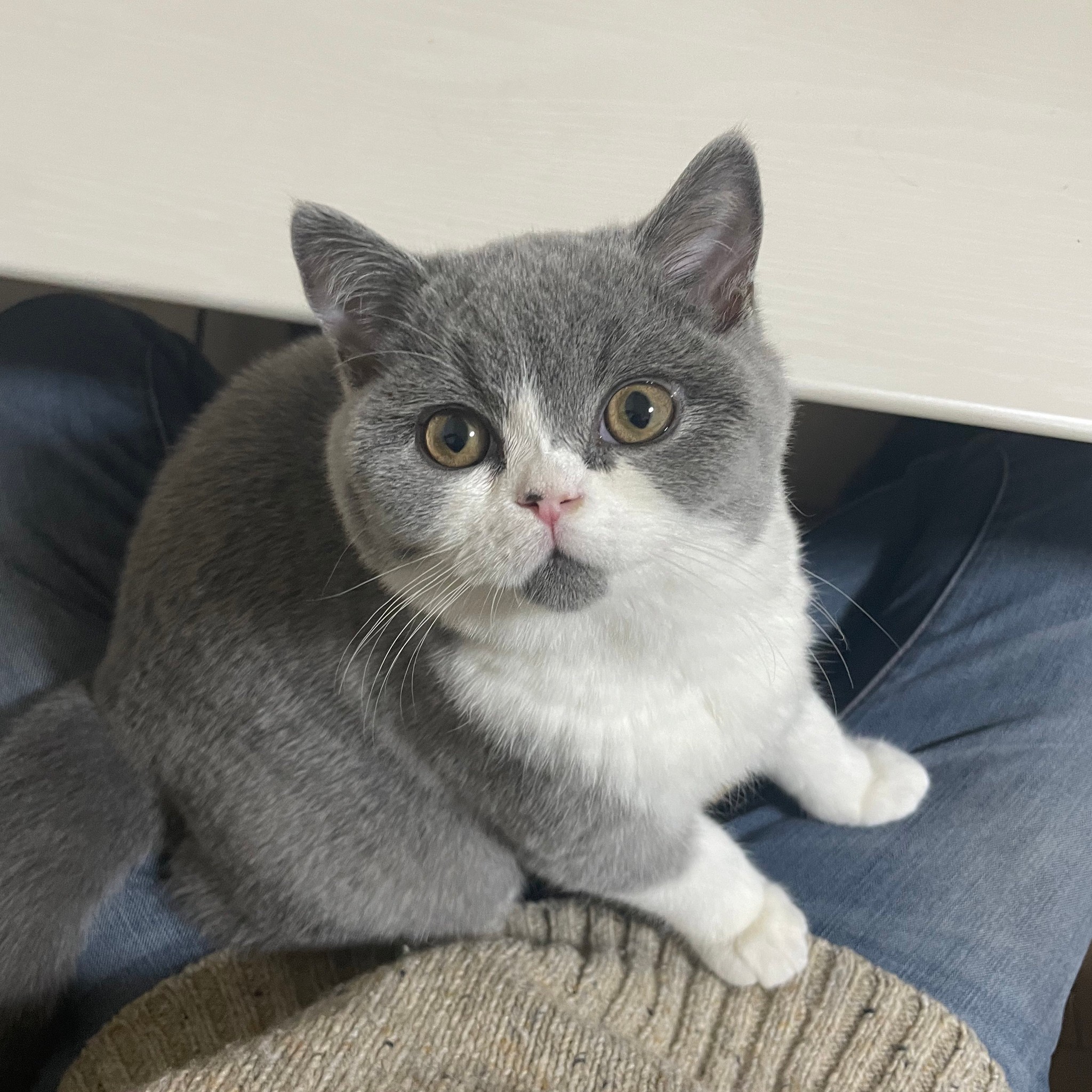 猫のブローチ 淡水パールとシルバーのお座りネコ ギフトに