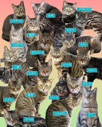 譲渡の声がかかりにくいというが、実は個性豊かなところがキジトラの魅力！（神奈川県動物愛護センター提供）