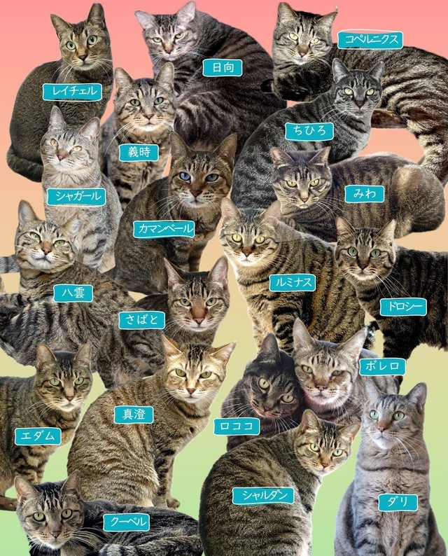 譲渡の声がかかりにくいというが、実は個性豊かなところがキジトラの魅力！（神奈川県動物愛護センター提供）