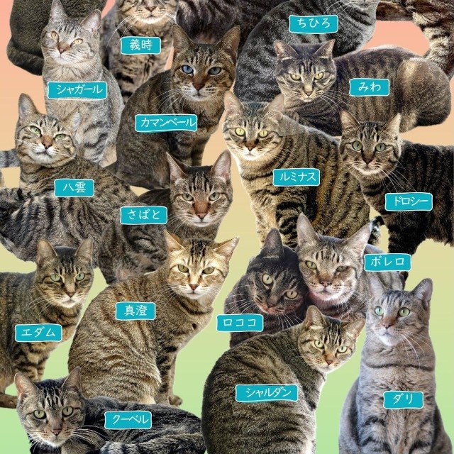 譲渡の声がかかりにくいというが、実は個性豊かなところがキジトラの魅力！（神奈川県動物愛護センター提供）