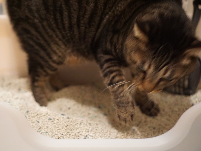 「ここ掘れにゃんにゃん」