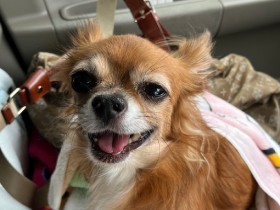 余命は約10日間　猛烈な勢いで進行する難病の犬と飼い主支えた愛玩動物看護師