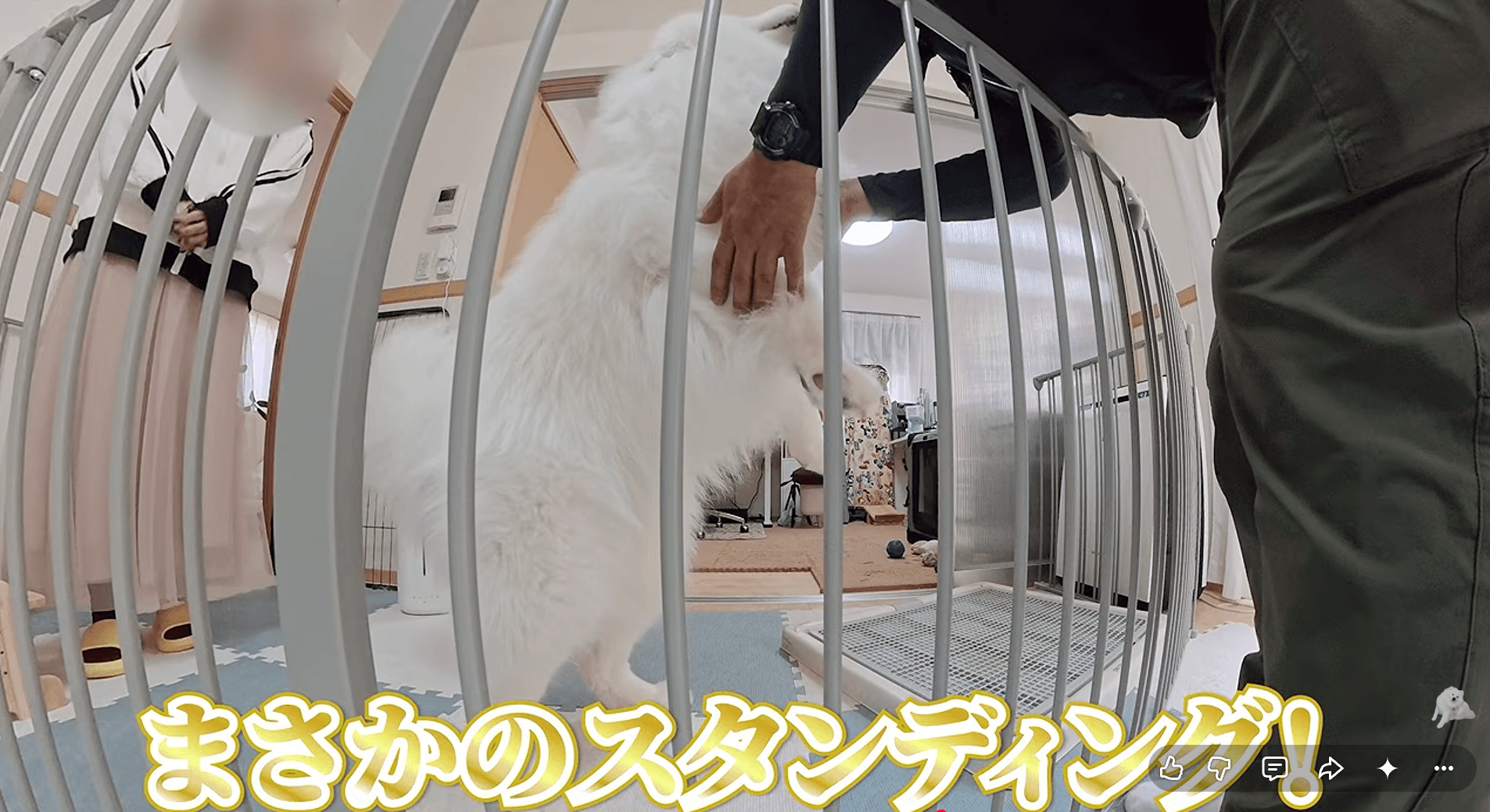 後ろ足で立ち上がり、全身で喜びを表現するダッツくん（画像提供：ダッツファミリーCh.さん）