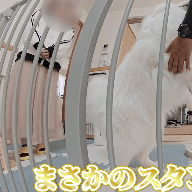 後ろ足で立ち上がり、全身で喜びを表現するダッツくん（画像提供：ダッツファミリーCh.さん）