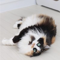 ごろにゃんってこういうポーズのことを言うのよ