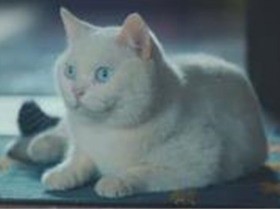 通信講座ユーニャンで学ぶ猫とおばあさんの感動ストーリー