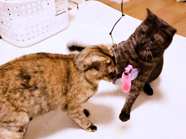 お気に入りのおもちゃをめぐって、黒猫のシアちゃんとサビ猫のチャビ子ちゃんが大はしゃぎ。遊びの時間も息ぴったり（画像提供：木綿さん）