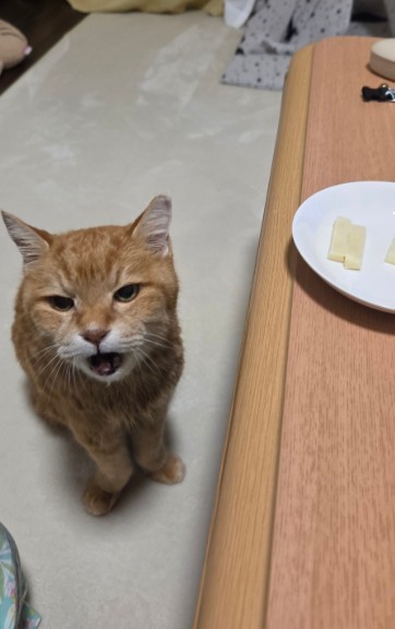 お酒のつまみをねだることもある
