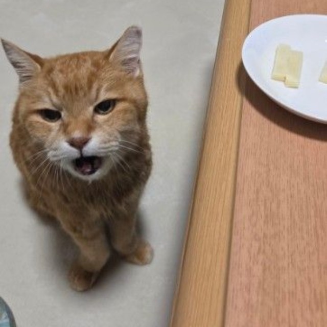 お酒のつまみをねだることもある