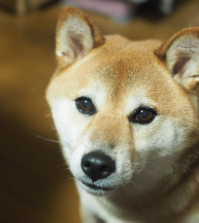 きれいな瞳の持ち主であるののちゃん（画像提供：柴犬のののさん）
