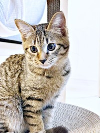 お家にやって来た初日のれんれんくん。つぶらな瞳がキュート！（画像提供：キジあにゃさん）