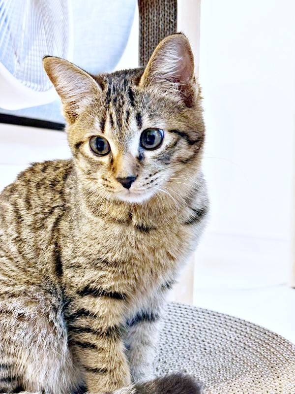 お家にやって来た初日のれんれんくん。つぶらな瞳がキュート！（画像提供：キジあにゃさん）