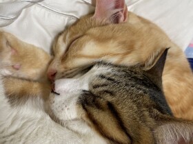 定期的に繰り返される闘い　怒ってるんだぞ感が足りないぽっちゃり猫の勝敗は？