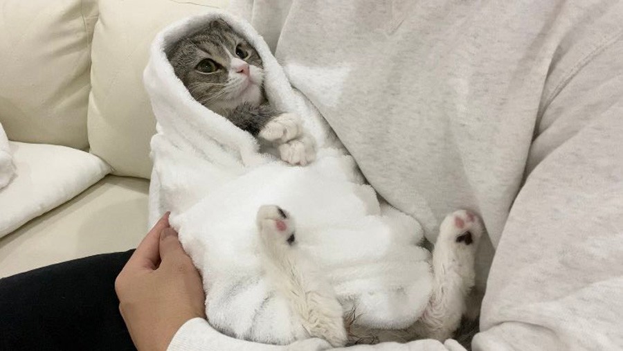 こたつでダメになっちゃう猫さんが話題 「一緒にとろけたい