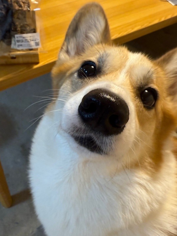 きゅるんとした瞳が愛らしい神楽ちゃん（画像提供：コーギーの神楽さん）