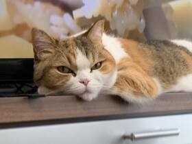 私のごはん忘れてませんか？　さりげなく催促中のスコティッシュフォールド「モア」