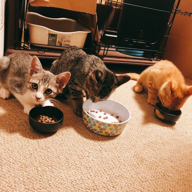 手前の姉妹2匹も里親さんに引き取られて幸せに暮らしている（画像提供：團田芳子さん）