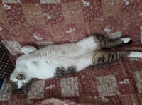 普段はおっとりとした性格。夏は、よくヘソ天を見せてくれた