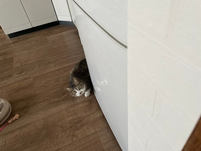 出かけようと思うとストーカーしてくる＝ちいまの日常さん（@chimanonitijo）提供