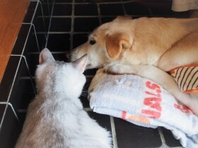余命宣告された保護犬　先住猫たちが見守り寄り添う…奇跡はあると信じて