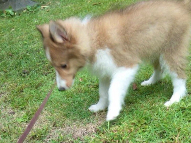 家に来たころのクーニィ