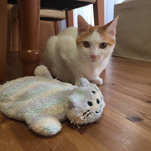 可愛い姿に、家族みんなが夢中に