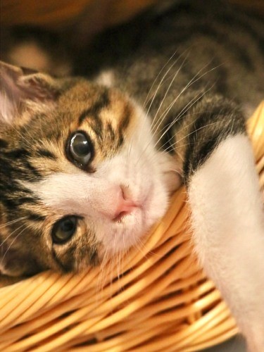 猫風邪で鼻や目がぐしゅぐしゅしていた浦太郎。「それがこの子のデフォルト（日常生活における定番）」です」とうえみさん。（うえみさん提供）