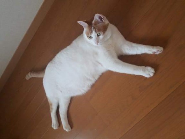 脱走した愛猫を近所で見かけるも逃げられ２カ月半後に保護！　捜索は時間帯が重要