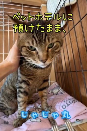 ペットホテルに預けたまま飼い主さんと連絡がとかなくなった…写真は、じゃじゃ丸くん（ひろまろすぎさん提供、Instagramよりキャプチャ撮影）
