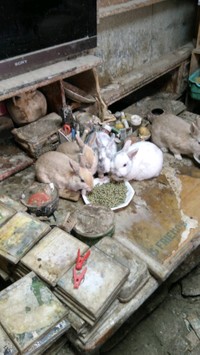 年金暮らしの高齢男性宅に息子夫婦が飼えなくなったウサギを持ち込み繁殖。多頭飼育崩壊が起きた（もよままさん提供）