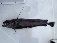 全長73.4cm。餌はスルメイカ