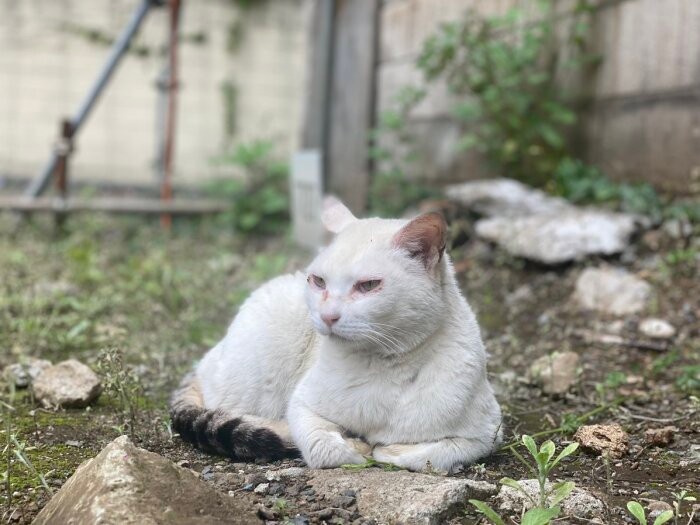 歌舞伎町で出会った野良猫のたにゃ（たにゃパパさん提供）